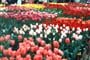 Foto - Květinové Holandsko a výstava Floriade 2002 za supercenu 4.250,- Kč !!!